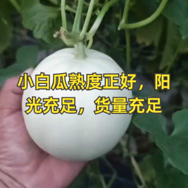 蜜露蜜瓜甜瓜