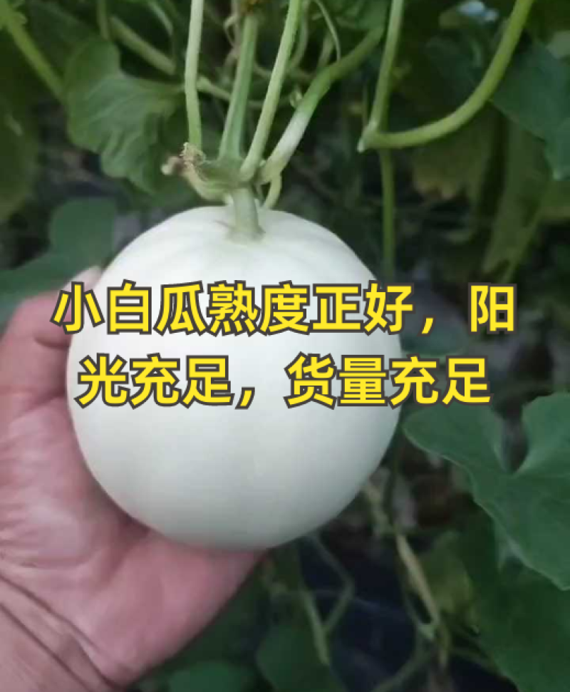 蜜露蜜瓜甜瓜