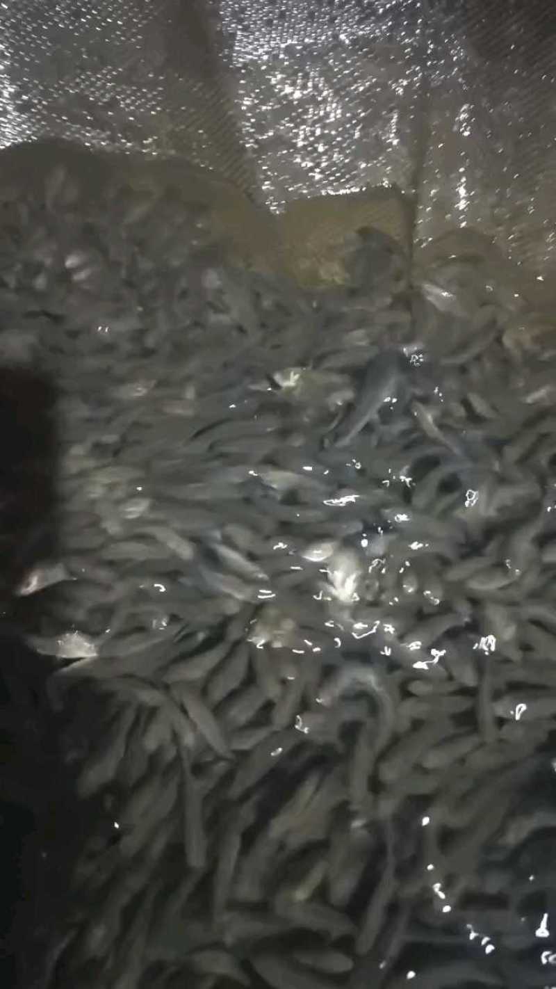 鲫鱼苗中科五号彭泽鲫鱼抗病毒生长速度快产量高规格齐全