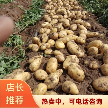 河北邢台大量荷兰十五土豆上市中光色鲜艳个大品质优