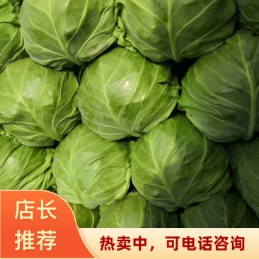 河北邢台精品河北绿甘蓝中甘甘蓝大量上市欢迎新老客户