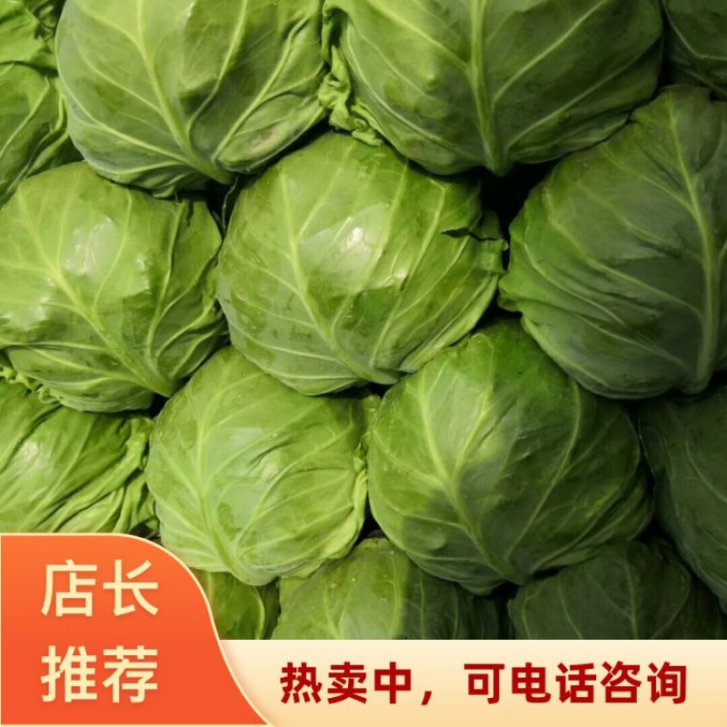 河北邢台精品河北绿甘蓝中甘甘蓝大量上市欢迎新老客户