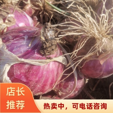 河北邢台隆尧县紫皮洋葱品质好个头大可视频看货