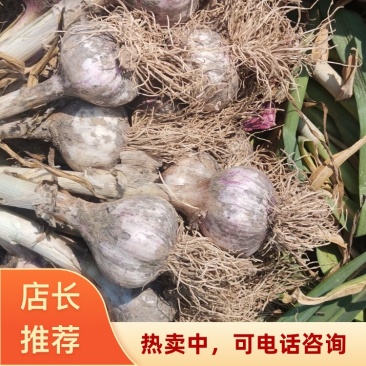 精品河北大蒜紫皮蒜货源充足量大从优可全国发货