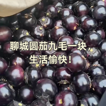 山东莘县茄子中国蔬菜**县新鲜采摘源头供货