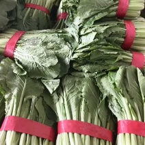 (精品小白菜)一手货产地直发，品质保证加工厂食堂