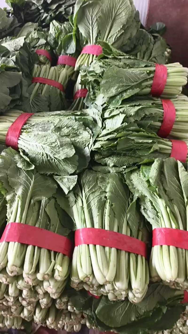 (精品小白菜)一手货产地直发，品质保证加工厂食堂