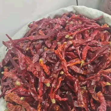 二荆条，一手货源，支持视频看货大宗批发可提供食品安全检