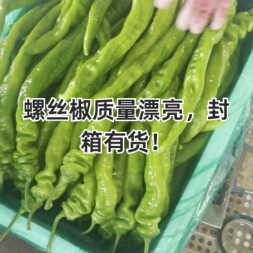 优质螺丝椒，黄皮椒，泡椒，芜湖椒等各种辣椒产地，一手货源