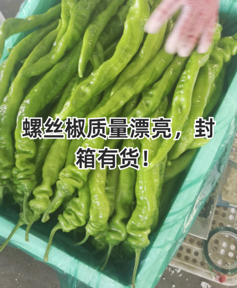 优质螺丝椒，黄皮椒，泡椒，芜湖椒等各种辣椒产地，一手货源