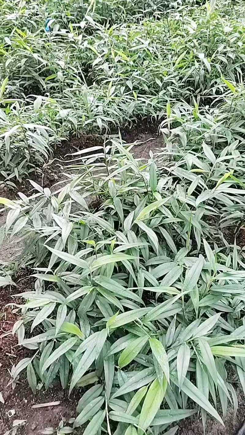 广西贵港益智仁苗基地直发货源充足欢迎随时联系看货