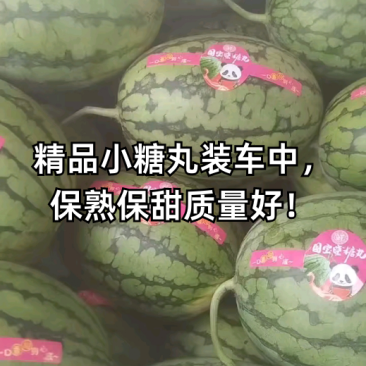 西瓜小糖丸西瓜精品小糖丸产地直供一手货源
