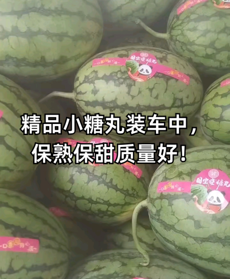 西瓜小糖丸西瓜精品小糖丸产地直供一手货源