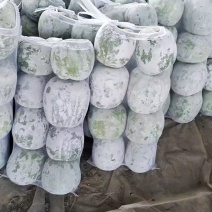 小白冬瓜品质保证服务周到产地直发
