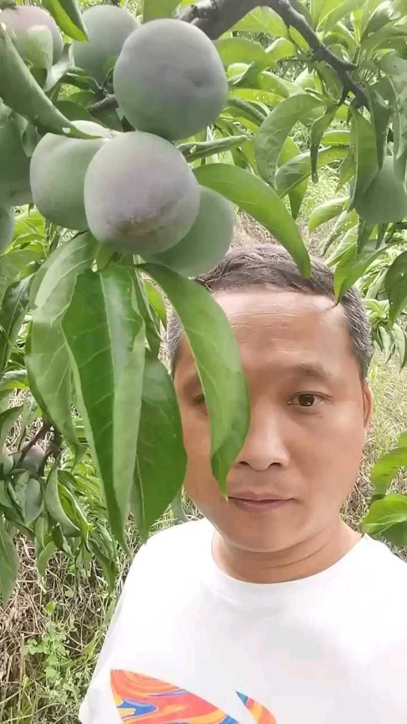 南阳五月脆李上色上糖，即将上市！