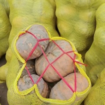 湖北南瓜精品盘龙204南瓜大量上市产地直发货源充