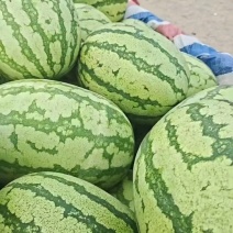 湖北金城五号西沙瓜石头瓜，产地直供，诚信为本合作共赢