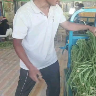 长豆角上市中，货源充足，大量供应