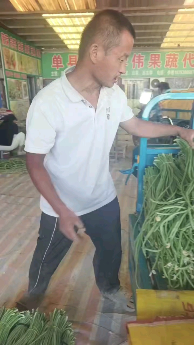 长豆角上市中，货源充足，大量供应