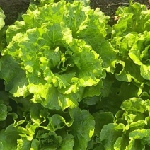 意大利生菜