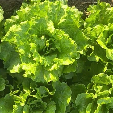 意大利生菜