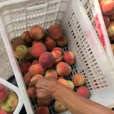 大个毛桃正在装车，追蜜品种货量充足！