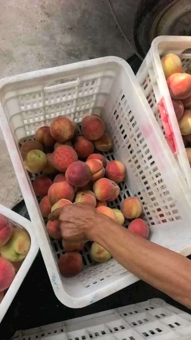 大个毛桃正在装车，追蜜品种货量充足！