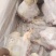 山东济南小山羊头，二斤多规格，现货实拍价格便宜！