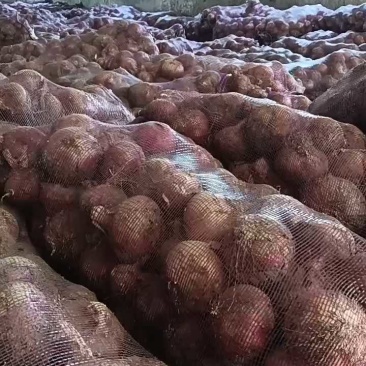 小洋葱大量现货要联系老板发财