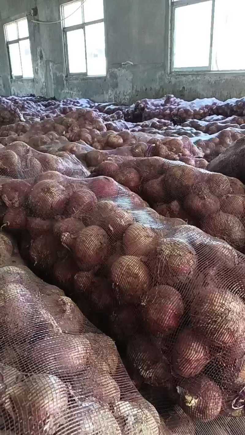 小洋葱大量现货要联系老板发财