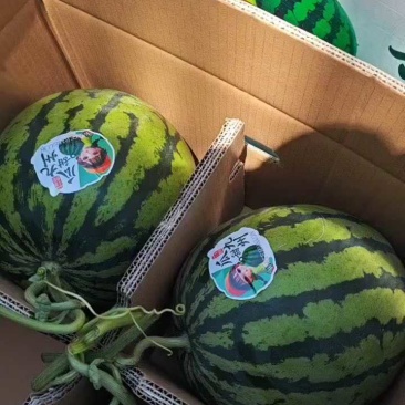 陕西蒲城甜王西瓜规格齐全(包熟包甜)对接电商市场批发商