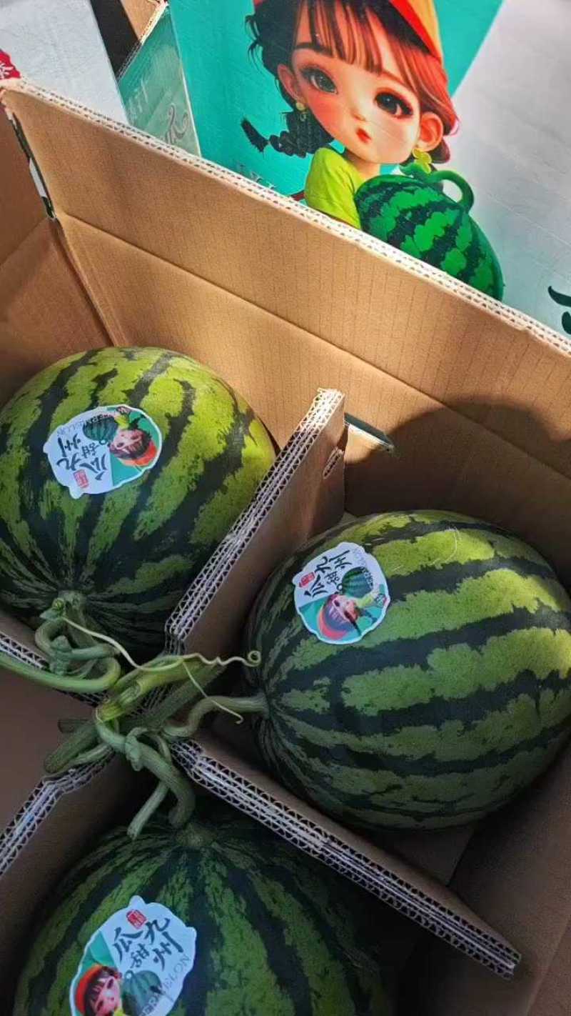 陕西蒲城甜王西瓜规格齐全（包熟包甜）对接电商市场批发商