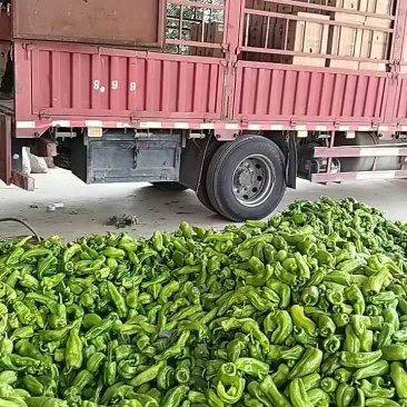 青辣椒大量上市中…品质优良价格实惠。欢迎各大商超前来选购