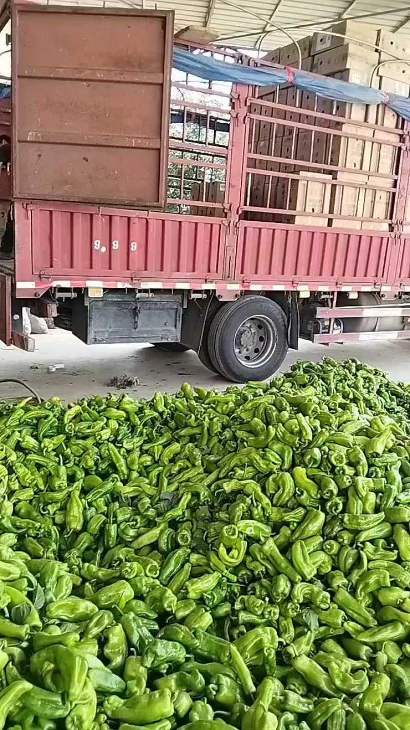 青辣椒大量上市中…品质优良价格实惠。欢迎各大商超前来选购