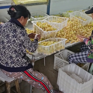东北甜菇娘七月中旬上市，欢迎各位老板前来收购，全国代发，