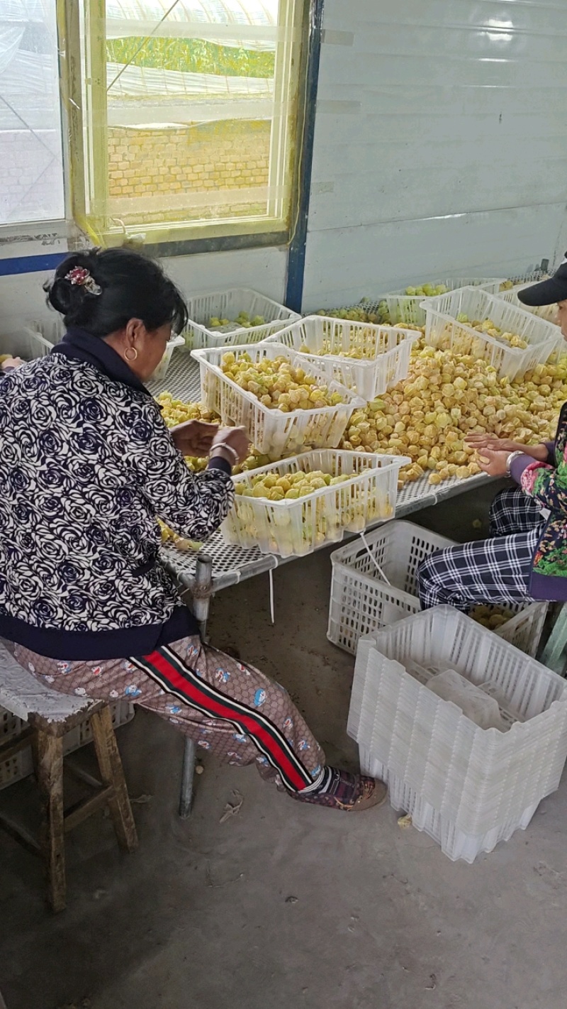 东北甜菇娘七月中旬上市，欢迎各位老板前来收购，全国代发，
