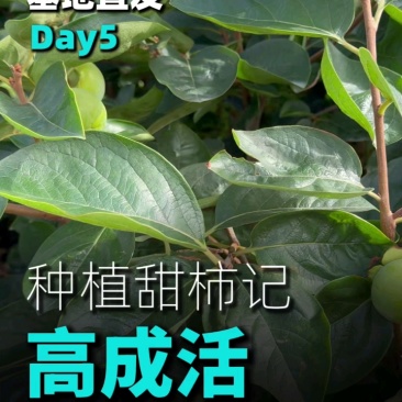 辉太郎甜柿杯苗家庭盆栽地栽基地直发正宗正版