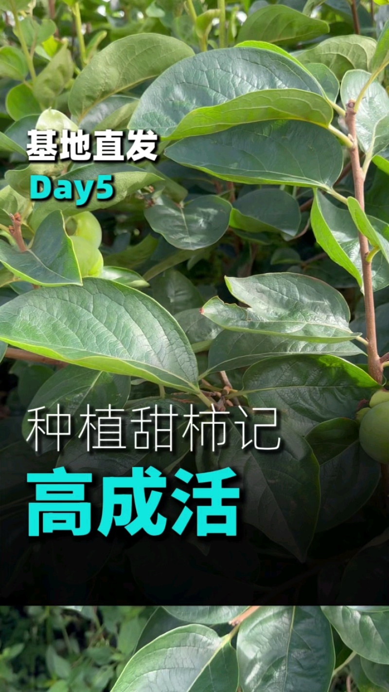 辉太郎甜柿杯苗家庭盆栽地栽基地直发正宗正版