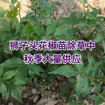 狮子头花椒苗15~20公分，秋季大量供应。