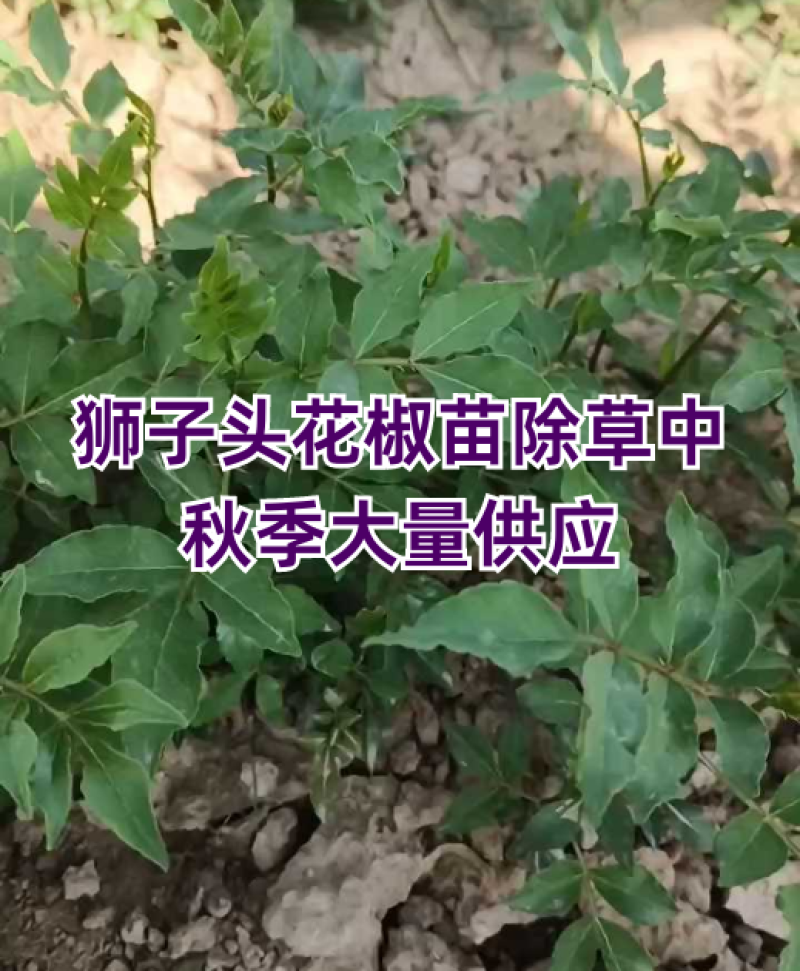 狮子头花椒苗15~20公分，秋季大量供应。