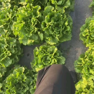 意大利生菜，产地直供，支持电商，超市，市场，全国代发
