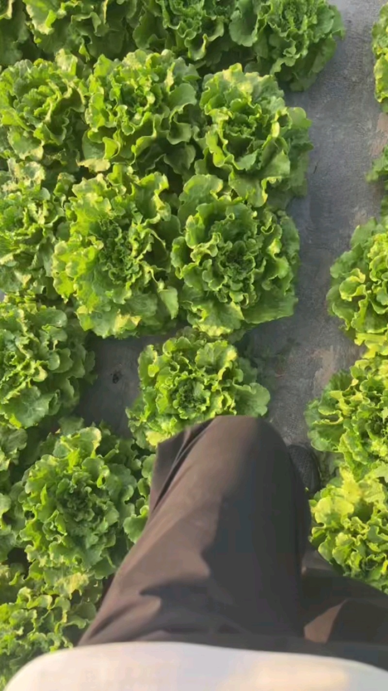 意大利生菜，产地直供，支持电商，超市，市场，全国代发