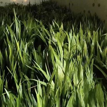端午节新鲜艾草，菖蒲，按客户要求打包，产地直供，量大从优