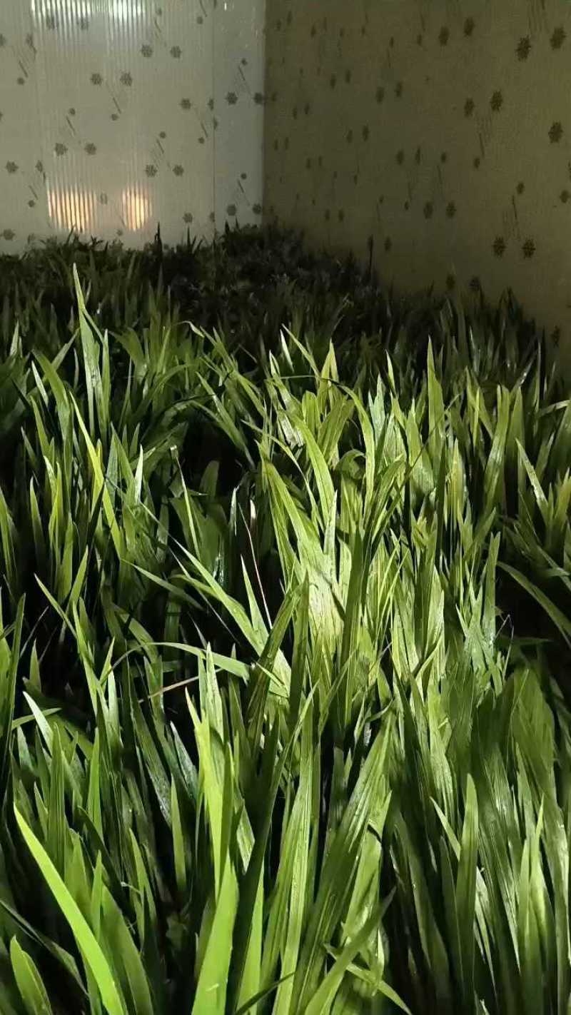 端午节新鲜艾草，菖蒲，按客户要求打包，产地直供，量大从优