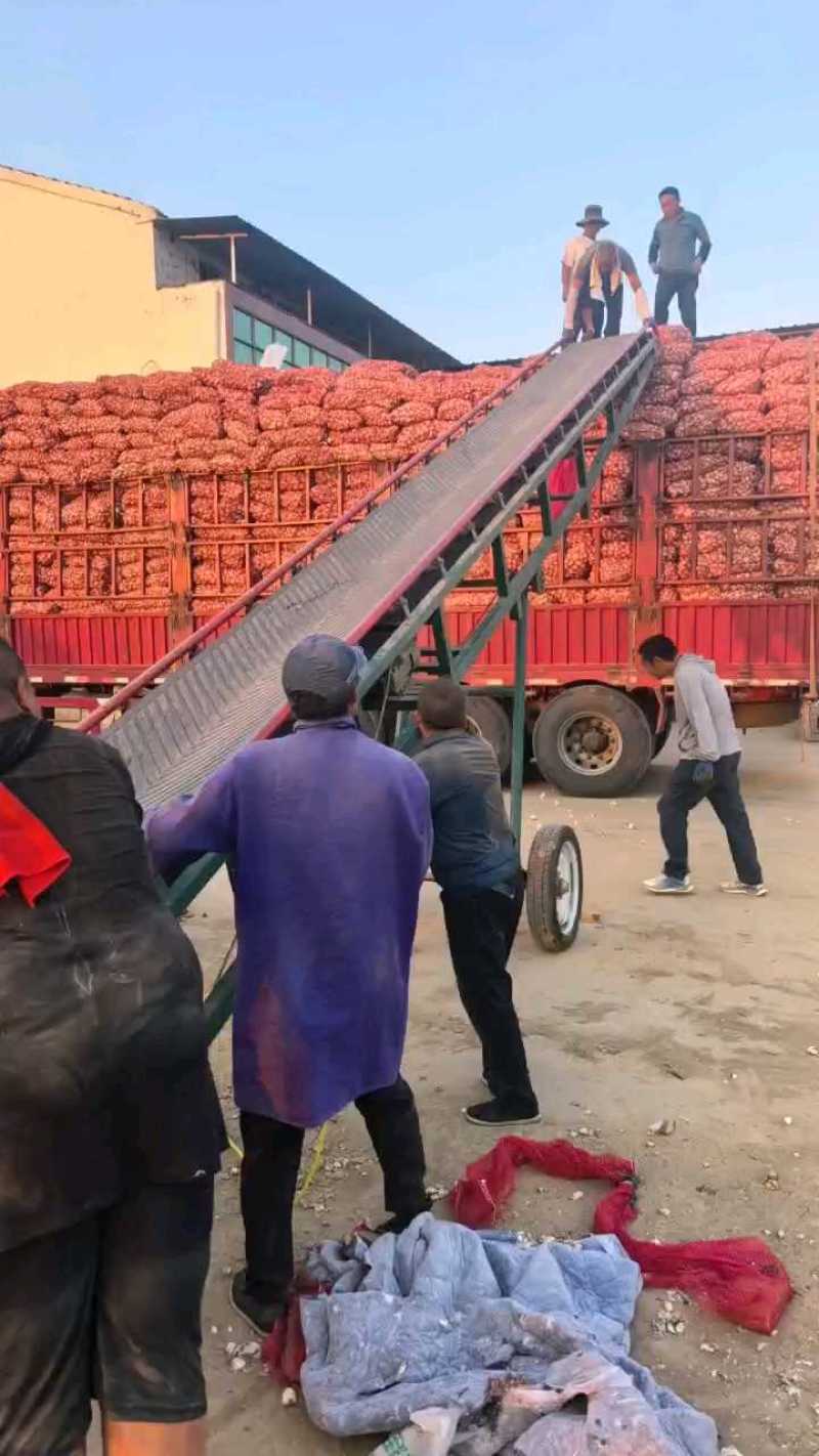 河南鲜蒜，大量供应，产地直发一手货源欢迎前来考察合作