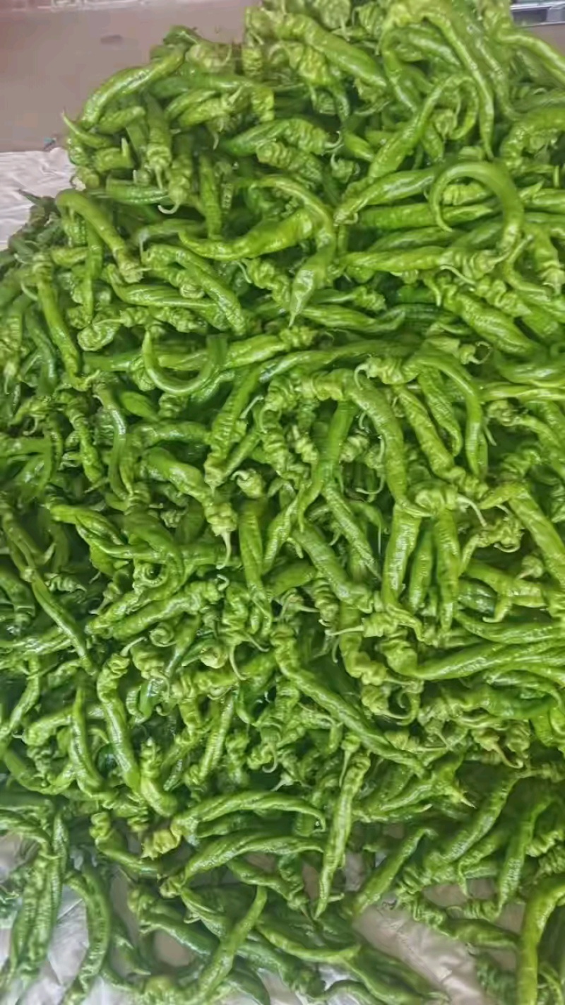 陕西定边新苗精品薄皮螺丝椒适合市场餐饮及电商支持视频看货