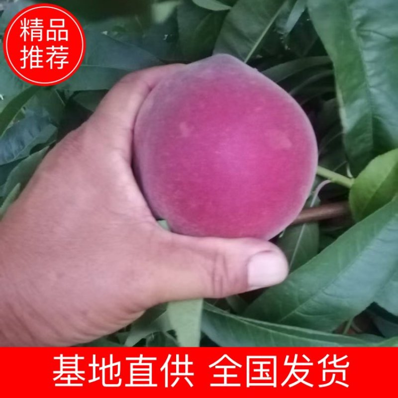 【精选】山东毛桃对接全国市场电商商超全国发货