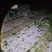 《精选》甘肃兰州红叶香莴笋毛叶莴笋对接各大市场档口