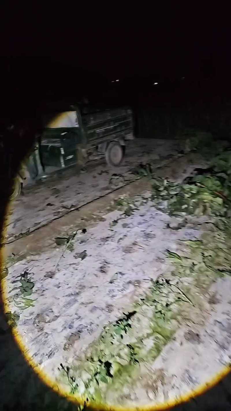 《精选》甘肃兰州红叶香莴笋毛叶莴笋对接各大市场档口