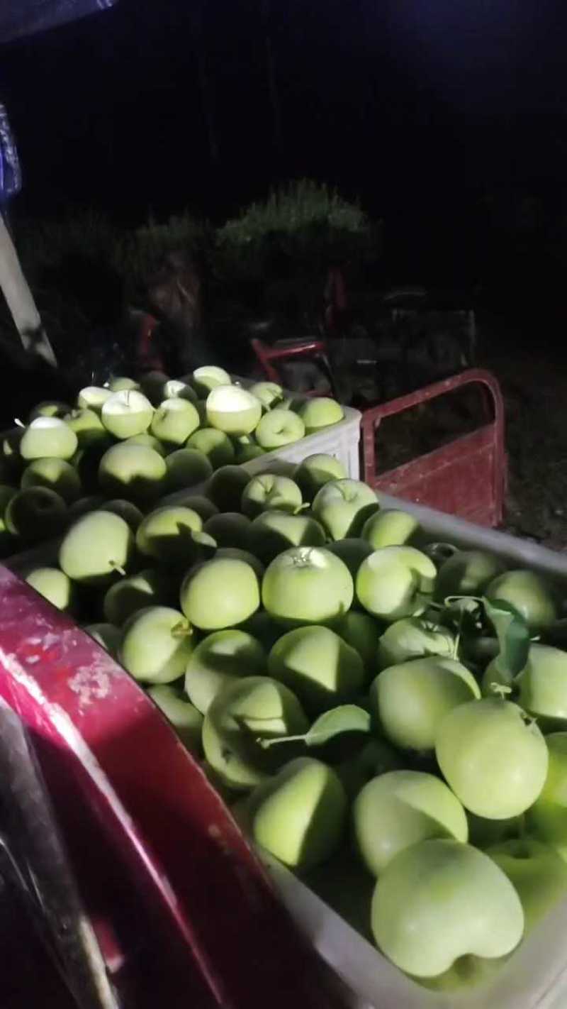 山东产地精品辽伏苹果大量现货大量上市产地直发一手货源对接